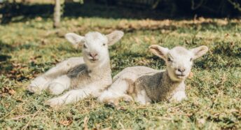 Two lambs lying in a field